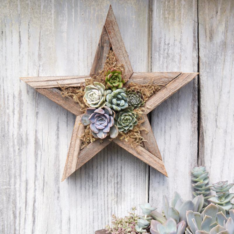 Redwood Succulent Star Planter Kit
