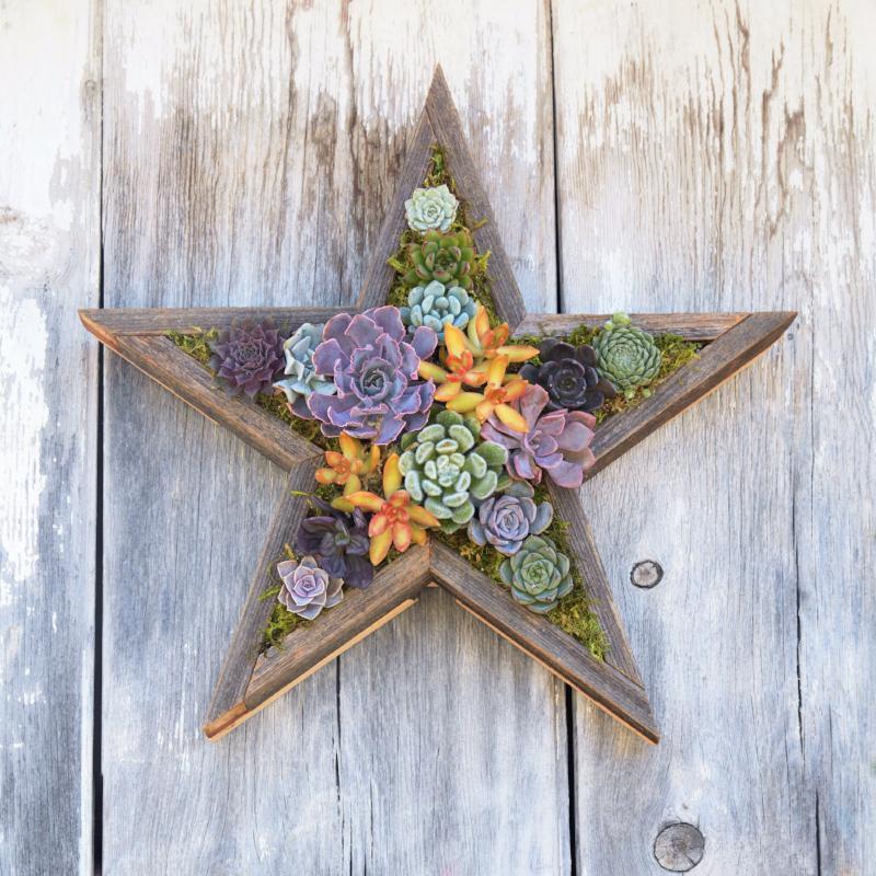 Redwood Succulent Star Planter Kit