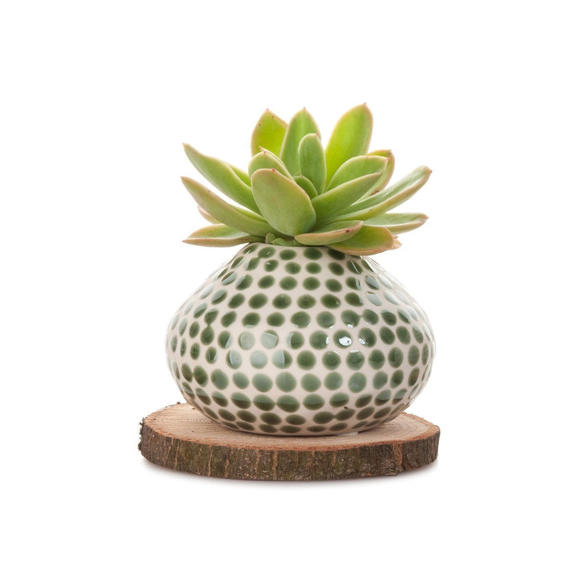 Succulent Spots Planter