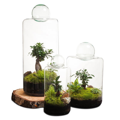 Garden of Eden Terrarium