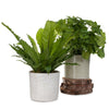 Birdsnest Beauty Planter