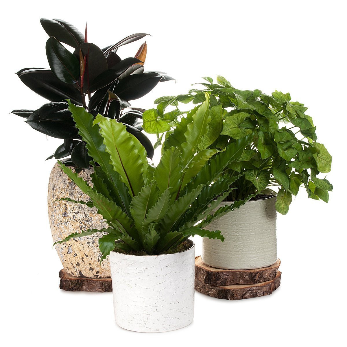 Ruby Ficus Atlantis Planter