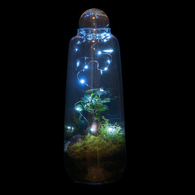Tall Capsule Terrarium
