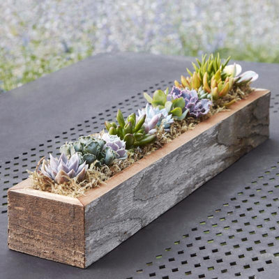 Succulent Trough Kit